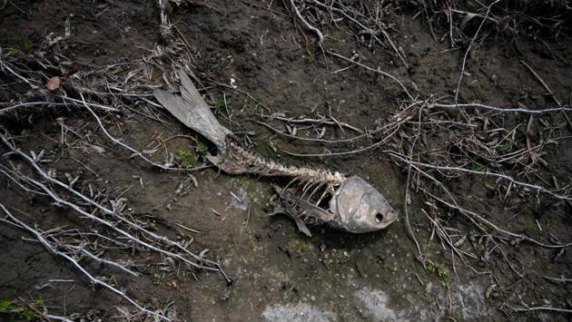 A skull of a washed ashore fish lies amid destroyed soybeans at the farm. Animals have died in the floods and others perished after being sickened by bad water. “I know people who lost a lot of their animals because they were stranded in the floods,” said Jim Dinklage, a farmer in Orchard. “You couldn’t have access to them.” (Johannes Eisele / AFP) A skull of a washed ashore fish lies amid destroyed soybeans at the farm. Animals have died in the floods and others perished after being sickened by bad water. “I know people who lost a lot of their animals because they were stranded in the floods,” said Jim Dinklage, a farmer in Orchard. “You couldn’t have access to them.” (Johannes Eisele / AFP)