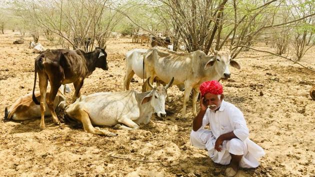 Barmer district is reeling under the severest drought of the decade this year.(HT Photo) Barmer district is reeling under the severest drought of the decade this year.(HT Photo)