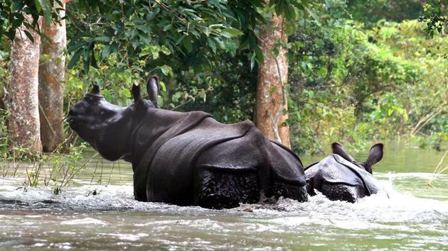 Authorities in Assam’s Kaziranga National Park are busy with preparations, including building highlands, to avoid loss of animal lives with monsoon and the accompanying annual floods barely a few weeks away. (PTI File) Authorities in Assam’s Kaziranga National Park are busy with preparations, including building highlands, to avoid loss of animal lives with monsoon and the accompanying annual floods barely a few weeks away. (PTI File)
