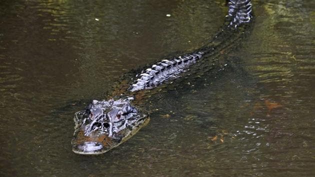 A black caiman (Melanosuchus niger) is pictured swimming on the Jaraua River at the Mamiraua Reserve. The project was launched by French scientist Michel Andre of the Polytechnic University of Catalonia and Mamiraua Sustainable Development Institute in northern Brazil. (Evaristo Sa / AFP) A black caiman (Melanosuchus niger) is pictured swimming on the Jaraua River at the Mamiraua Reserve. The project was launched by French scientist Michel Andre of the Polytechnic University of Catalonia and Mamiraua Sustainable Development Institute in northern Brazil. (Evaristo Sa / AFP)