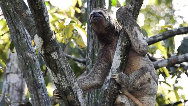 A brown-throated sloth (Bradypus variegatus) seen on a tree over the Jaraua River. “Phase three is planned for 2025 with the ultimate goal of Providence: monitoring the whole Amazon rainforest with one thousand nodes deployed in a 100 square kilometre (38 square miles) grid to be able to study the impact of climate change and of human activities on this unique habitat,” Andre says. (Evaristo Sa / AFP) A brown-throated sloth (Bradypus variegatus) seen on a tree over the Jaraua River. “Phase three is planned for 2025 with the ultimate goal of Providence: monitoring the whole Amazon rainforest with one thousand nodes deployed in a 100 square kilometre (38 square miles) grid to be able to study the impact of climate change and of human activities on this unique habitat,” Andre says. (Evaristo Sa / AFP)