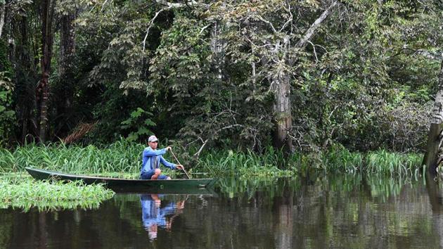 A fisherman looks for pirarucu (Arapaima gigas) fish in the Jaraua River at the Mamiraua Reserve. Pirarucus, known as 'Amazon cod', had almost disappeared from Amazonian rivers and lakes, but with a program carried out by scientists of the Mamiraua Institute, the fish has returned to abundance. (Evaristo Sa / AFP) A fisherman looks for pirarucu (Arapaima gigas) fish in the Jaraua River at the Mamiraua Reserve. Pirarucus, known as 'Amazon cod', had almost disappeared from Amazonian rivers and lakes, but with a program carried out by scientists of the Mamiraua Institute, the fish has returned to abundance. (Evaristo Sa / AFP)