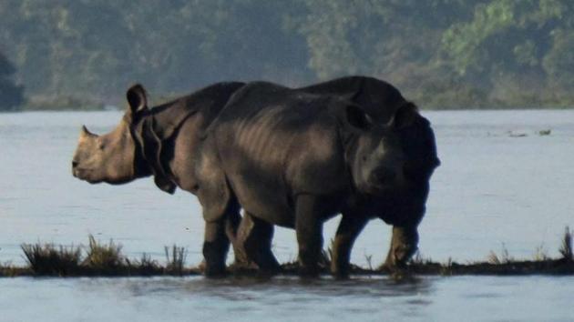 Floods inundated nearly 85% of the Kaziranga park in 2017 and claimed the lives of nearly 400 animals, including 31 rhinos.(PTI File Photo)