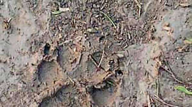 Officials said they carried out a six-hour-long search operation on Monday and Tuesday but could rescue the animal.(HT Photo) Officials said they carried out a six-hour-long search operation on Monday and Tuesday but could rescue the animal.(HT Photo)