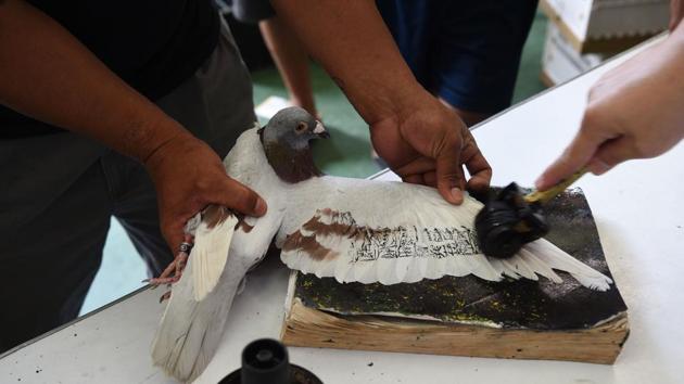 An employee of Philippine pigeon homing association tags a pigeon taking part in the competition, the longest homing pigeon race in the Philippines. (Ted Aljibe / AFP) An employee of Philippine pigeon homing association tags a pigeon taking part in the competition, the longest homing pigeon race in the Philippines. (Ted Aljibe / AFP)