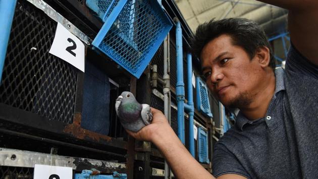An employee of the Philippine Pigeon Homing Association Incorporated loads a pigeon onto a cage in a truck prior to the competition. Fishing nets are set up in the mountains to capture these birds. (Ted Aljibe / AFP) An employee of the Philippine Pigeon Homing Association Incorporated loads a pigeon onto a cage in a truck prior to the competition. Fishing nets are set up in the mountains to capture these birds. (Ted Aljibe / AFP)