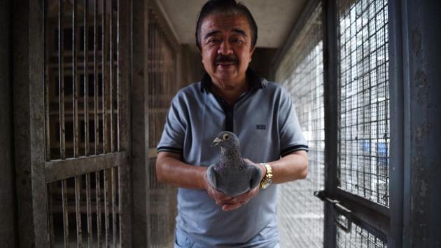 Jaime Lim, one of the Philippines' best-known pigeon fanciers, shows one of his racing pigeons at his home in Manila. “Compared to Europe and the United States, we have lots of predators here and a lot of people who shoot these birds,” said Jaime Lim. (Ted Aljibe / AFP) Jaime Lim, one of the Philippines' best-known pigeon fanciers, shows one of his racing pigeons at his home in Manila. “Compared to Europe and the United States, we have lots of predators here and a lot of people who shoot these birds,” said Jaime Lim. (Ted Aljibe / AFP)