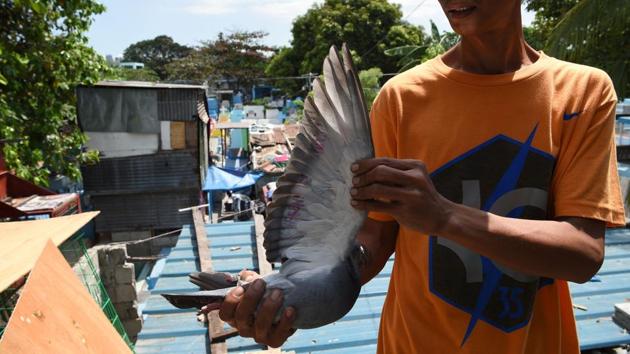A pigeon hobbyist shows off one of his birds tagged for the MacArthur competition at his home inside a cemetery in Manila. The competition is a brutal 600-kilometre gauntlet during which competitors face searing heat, wild seas, vicious predators, and the threat of kidnapping. (Ted Aljibe / AFP) A pigeon hobbyist shows off one of his birds tagged for the MacArthur competition at his home inside a cemetery in Manila. The competition is a brutal 600-kilometre gauntlet during which competitors face searing heat, wild seas, vicious predators, and the threat of kidnapping. (Ted Aljibe / AFP)