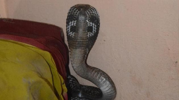A cobra measuring about two feet was caught from an Air Force officers’ mess near the IGI Airport and released in its natural habitat by animal rescuers. (Representative Image) (Hindustan Times) A cobra measuring about two feet was caught from an Air Force officers’ mess near the IGI Airport and released in its natural habitat by animal rescuers. (Representative Image) (Hindustan Times)