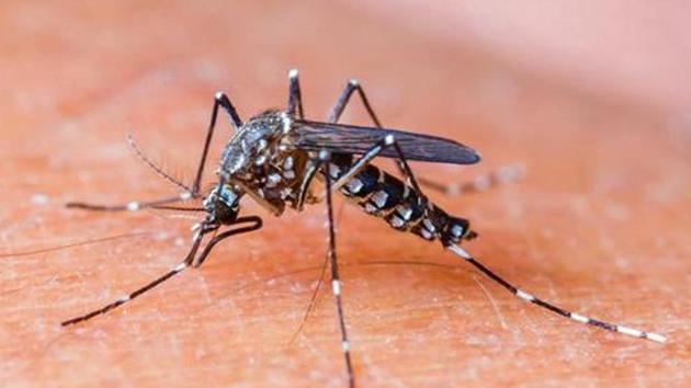 Health workers deployed in dengue and malaria surveillance activities can mark the spots where they find mosquito-breeding or the spots that are potential breeding sites.(Shutterstock) Health workers deployed in dengue and malaria surveillance activities can mark the spots where they find mosquito-breeding or the spots that are potential breeding sites.(Shutterstock)