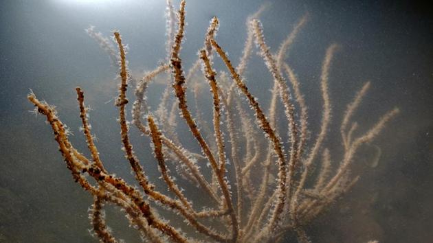 Sea fan. The Marine life of Mumbai Group has introduced hundreds of locals to a surprising array of marine life(HT)