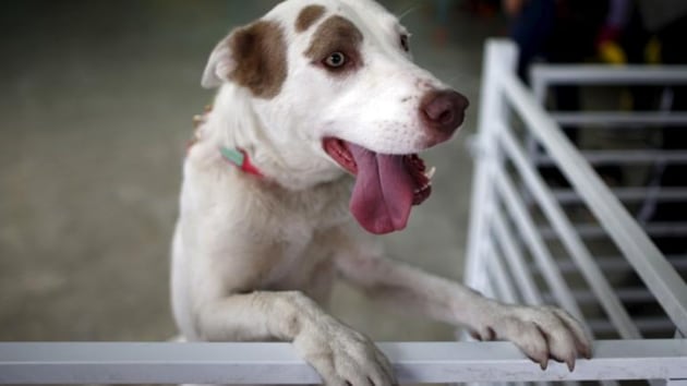 The dog dug around the area and began barking, alerting his owner a cattle herder, who went to the site. (Reuters/ Representative Image) The dog dug around the area and began barking, alerting his owner a cattle herder, who went to the site. (Reuters/ Representative Image)