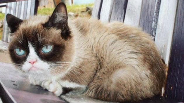 Grumpy Cat Has Passed Away