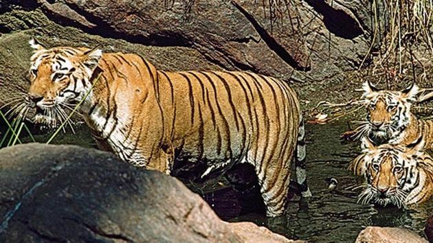 An Indian tiger and her three cubs wade in a rocky water hole. Kanha National Park, Madhya Pradesh(Stanley Breeden & Belinda Wright/National Geographic/Getty Images)