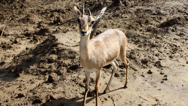 RK Wankhede, conservator of forests (wildlife) of the Pune division, said, “Each animal visits the waterholes at least once in 24 hours. Keeping this in mind, all 175 waterholes in the wildlife area under Pune division will be covered by at least two persons in two different shifts. Wildlife lovers can also participate in this to help forest officials.” (HT REPRESENTATIVE PHOTO) RK Wankhede, conservator of forests (wildlife) of the Pune division, said, “Each animal visits the waterholes at least once in 24 hours. Keeping this in mind, all 175 waterholes in the wildlife area under Pune division will be covered by at least two persons in two different shifts. Wildlife lovers can also participate in this to help forest officials.” (HT REPRESENTATIVE PHOTO)