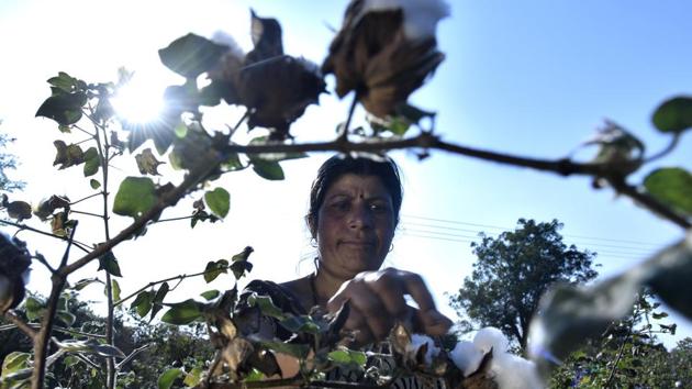 The companies claim the pest attack was owing to the failure of the farmers to follow  the protocol while using the seeds. (Anshuman Poyrekar/HT Photo)