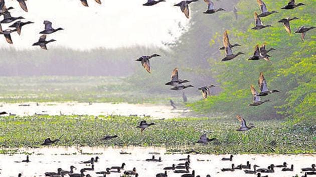 The land-owning agency has roped in CR Babu, who heads the Centre for Environmental Management of Degraded Ecosystems (CEMDE) at the Delhi University, for the project.(Sunil Ghosh / Hindustan Times) The land-owning agency has roped in CR Babu, who heads the Centre for Environmental Management of Degraded Ecosystems (CEMDE) at the Delhi University, for the project.(Sunil Ghosh / Hindustan Times)