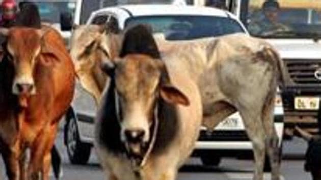 A 27-year-old man was allegedly gored to death by a stray cow after his bike hit the bovine in west Delhi’s Inderpuri(REUTERS)