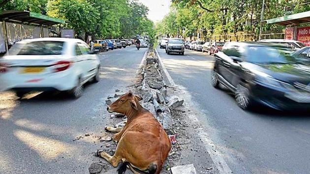 A view of a central verge on Alaknanda road in South Delhi which has been on hold since July 2015 following a stay order by Supreme Court at Greater Kailash 2 in New Delhi (Biplov Bhuyan / Hindustan Times) A view of a central verge on Alaknanda road in South Delhi which has been on hold since July 2015 following a stay order by Supreme Court at Greater Kailash 2 in New Delhi (Biplov Bhuyan / Hindustan Times)