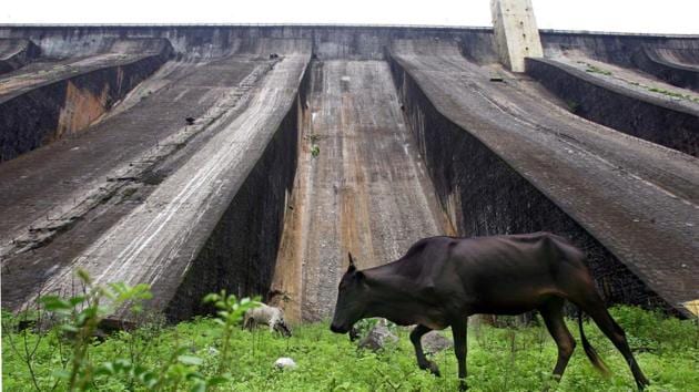 Out of these five districts except Kolhapur, all four district administrations have started cattle fodder camps. (HT PHOTO) Out of these five districts except Kolhapur, all four district administrations have started cattle fodder camps. (HT PHOTO)