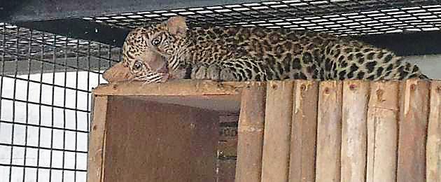 The three-month old cubs were taken to Katraj Zoo in Pune.(Pune forest department)