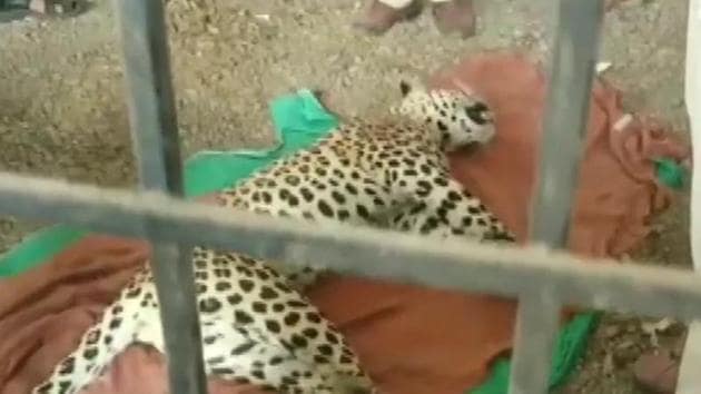 A sub-adult leopard was beaten to death by villagers in Malhargarh tehsil of Mandsaur district on Monday after it attacked two villagers(ANI/Twitter) A sub-adult leopard was beaten to death by villagers in Malhargarh tehsil of Mandsaur district on Monday after it attacked two villagers(ANI/Twitter)