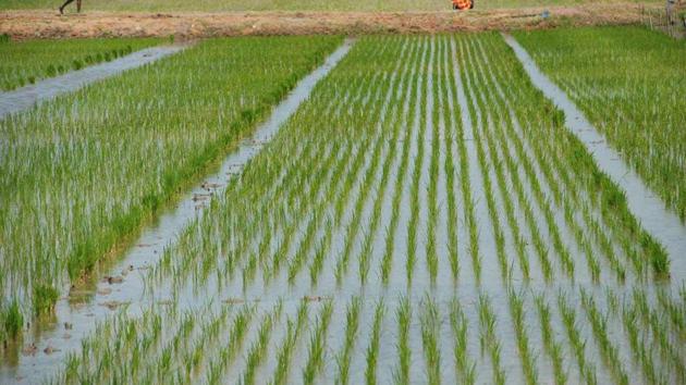 This short grain variety of rice develops seeds within 60-70 days of sowing which makes it suitable for cultivation in summers i.e from April-June.(Representative image) This short grain variety of rice develops seeds within 60-70 days of sowing which makes it suitable for cultivation in summers i.e from April-June.(Representative image)