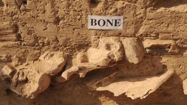 A bone found during an excavation at the site. Excavators also said they were better equipped to have an improved understanding of the food habits of the people at Kunal. While previous excavations had unearthed citrus fruits, bones of animals like buffalo, neel gai, antelopes, goats, birds and rabbit had been found in the latest round of excavations. (Parveen Kumar / HT Photo) A bone found during an excavation at the site. Excavators also said they were better equipped to have an improved understanding of the food habits of the people at Kunal. While previous excavations had unearthed citrus fruits, bones of animals like buffalo, neel gai, antelopes, goats, birds and rabbit had been found in the latest round of excavations. (Parveen Kumar / HT Photo)