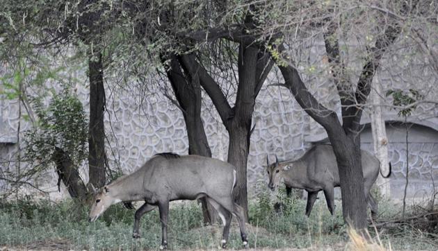 A flock of Nilgai, at Botanical Garden, in Noida, on Sunday, May 19, 2019. Authorities are planning a facelift for the garden by the end of this year.(Sunil Ghosh / HT Photo)