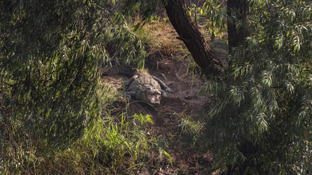 A marsh crocodile seen along Krishna river in Sangli, Maharashtra. Few days ago, 12-year-old Akash Maruti Jadhav was dragged into the river by an eight-foot-long crocodile when he accompanied his mother and sister to wash clothes along the banks of the river. This was the first crocodile death reported this year in Maharashtra. With the conflict since 2016 and the recent incident, the authorities have asked the villagers to be vigilant. (Anshuman Poyrekar / HT Photo) A marsh crocodile seen along Krishna river in Sangli, Maharashtra. Few days ago, 12-year-old Akash Maruti Jadhav was dragged into the river by an eight-foot-long crocodile when he accompanied his mother and sister to wash clothes along the banks of the river. This was the first crocodile death reported this year in Maharashtra. With the conflict since 2016 and the recent incident, the authorities have asked the villagers to be vigilant. (Anshuman Poyrekar / HT Photo)