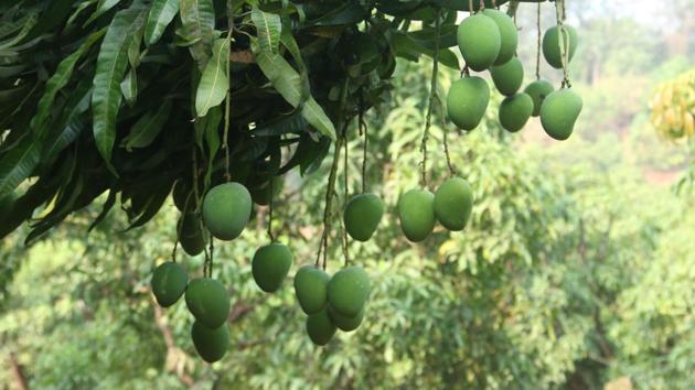 Mango orchards in the Konkan belt absorb carbon dioxide equal to annual emissions from 2.1 million vehicles(Hindustan Times) Mango orchards in the Konkan belt absorb carbon dioxide equal to annual emissions from 2.1 million vehicles(Hindustan Times)