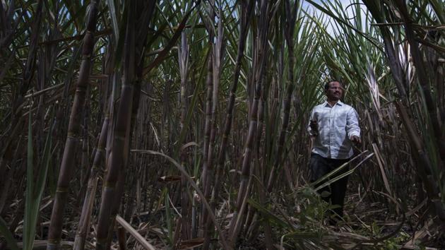 Babasaheb Desai, a 48-year-old farmer from Sukhwadi village, has survived the crocodile attack himself. “Attacks take place between March and June every year, as it is the mating season. They are protective about their habitat and lay eggs on the banks of the river,” he said. “We have stationed forest labourers across every village to warn locals and raise an alarm about impending attacks,” Koli further added. (Anshuman Poyrekar / HT Photo) Babasaheb Desai, a 48-year-old farmer from Sukhwadi village, has survived the crocodile attack himself. “Attacks take place between March and June every year, as it is the mating season. They are protective about their habitat and lay eggs on the banks of the river,” he said. “We have stationed forest labourers across every village to warn locals and raise an alarm about impending attacks,” Koli further added. (Anshuman Poyrekar / HT Photo)