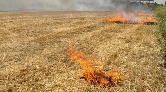 ThePunjab government has not been able to stop farmers from burning wheat stubble in the state.(HT Photo)