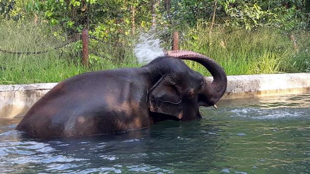 An elephant plays in water to beat the heat at Bhagwan Birsa Biological Park in Ranchi on Monday May 20,2019- (HT Photo) An elephant plays in water to beat the heat at Bhagwan Birsa Biological Park in Ranchi on Monday May 20,2019- (HT Photo)