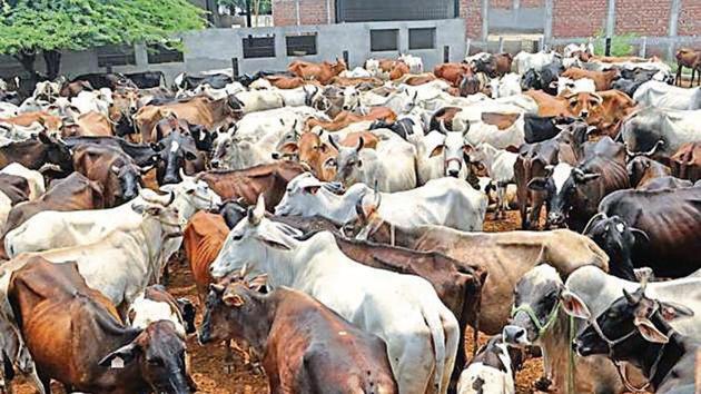 Stray cattle at an overcrowded gaushala in Karnal, Haryana.(HT Photo) Stray cattle at an overcrowded gaushala in Karnal, Haryana.(HT Photo)