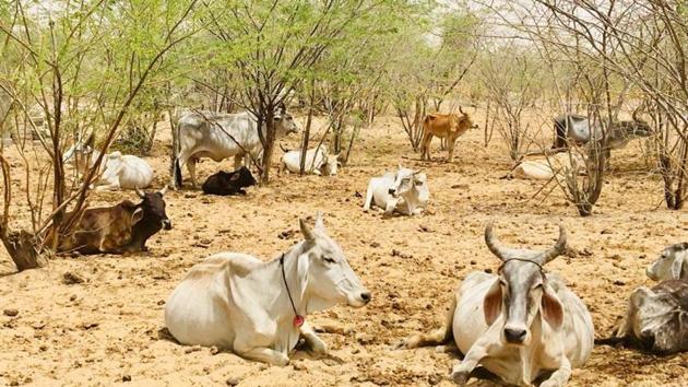 Barmer and Jaisalmer districts are facing the severest drought of the decade, according to a government report.(HT File)