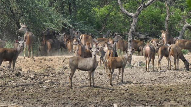 According to the census, the number of sambar deers increased from 29 in 2018 to 31 in 2019.(HT representative photo)