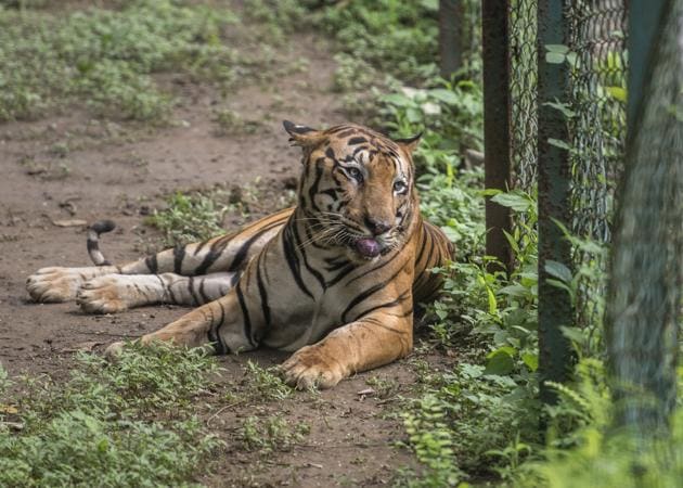 The tumour is on the tiger’s lower lip(Satish Bate/HT Photo)