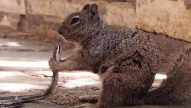 Rock squirrels mostly eat plant material, fruits and nuts.(Facebook/@nationalparkservice)