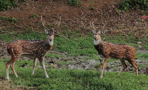 The animals counted by the forest officials and volunteers included leopard, spotted deer, monkey, boar and peacock among others.(HT FILE)
