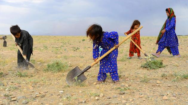Afghan children collect grass, twigs and other vegetation for fire in a field on the outskirt of Herat province, Afghanistan. (Hoshang Hashmi / AFP)