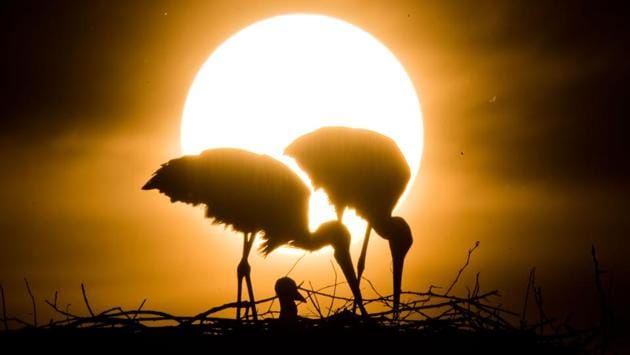 The sun goes down behind the nest of a pair of White Stork with their young near Laatzen, south of Hanover, western Germany. (Julian Stratenschulte / dpa / AFP)