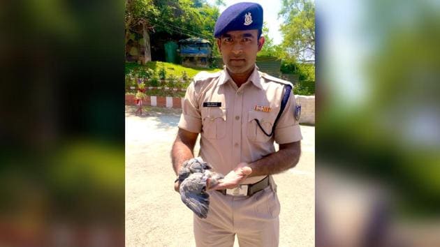 The pigeon was stuck and the jawan rescued the bird. (Twitter/@iamkash_kr) The pigeon was stuck and the jawan rescued the bird. (Twitter/@iamkash_kr)