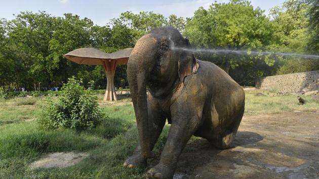 A zookeeper sprinkles water on an elephant during hot afternoon in Delhi Zoo, in New Delhi. (Sanchit Khanna / HT Photo) A zookeeper sprinkles water on an elephant during hot afternoon in Delhi Zoo, in New Delhi. (Sanchit Khanna / HT Photo)