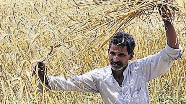 The Union agriculture ministry is looking at algorithms to fix delays in paying farmers their claims under the Pradhan Mantri Fasal Bima Yojana, a major issue hobbling the flagship crop insurance scheme(Arvind Yadav / HT File) The Union agriculture ministry is looking at algorithms to fix delays in paying farmers their claims under the Pradhan Mantri Fasal Bima Yojana, a major issue hobbling the flagship crop insurance scheme(Arvind Yadav / HT File)