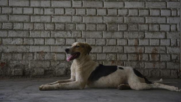 A street dog sits in shade to avoid the heat on a hot day, at Jangpura. Animals are most effected in areas with scarcity of green cover. The green cover division in the city are: South Delhi (33%), New Delhi (46%), North-West Delhi (4%) and West Delhi (5%). (Sanchit Khanna / HT Photo)