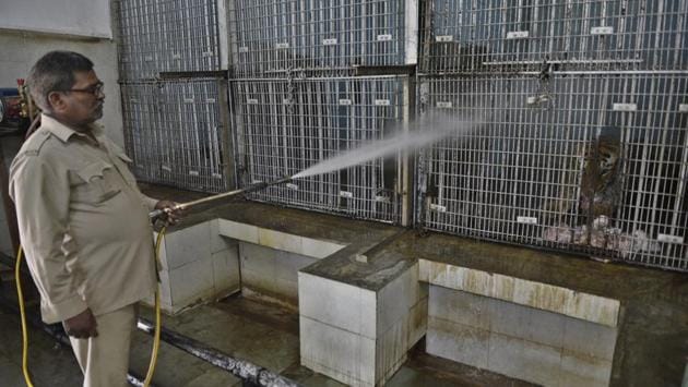 A zookeeper hoses a Bengal Tiger down on a hot afternoon at Delhi Zoo. The animals in the city zoo have an edge over others as elaborate arrangements are made for them during the summers. Coolers and fans are installed in cages and shades are also provided so animals can escape direct sunlight. (Sanchit Khanna / HT Photo)