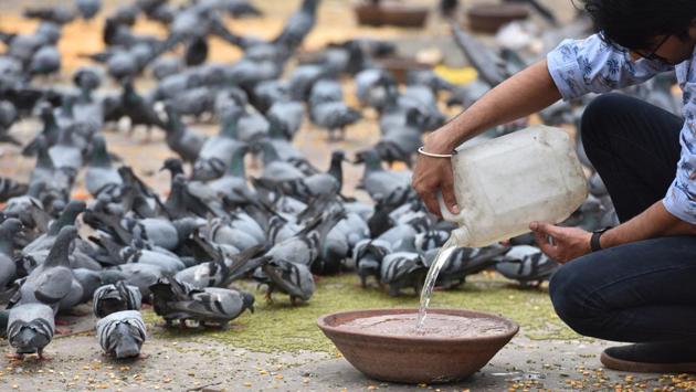 A man feeds pigeons on a roadside, at Jhandewalan. Bowls with water kept for birds and animals should be cleaned thoroughly at least twice a day as fungal and algal infections spread faster during summers and the ones for birds should be kept on an elevated structure like a branch of a tree, away from those for animals. (Sanchit Khanna / HT Photo)