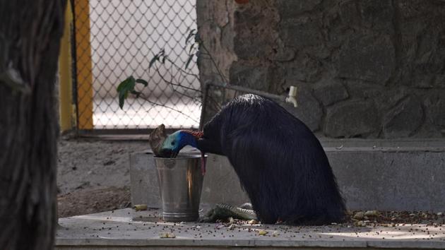 A Cassowary drinks water from a bucket in Delhi Zoo. The summers also report the maximum number of birds falling ill due to dehydration and paralysis - around 120 everyday, said Sunil Kumar Jain, manager at the Charity Birds Hospital in Chandni Chowk. (Sanchit Khanna / HT Photo)