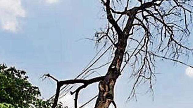 A tree on a footpath, near Vikas Minar in New Delhi.(Raj K Raj/HT file)